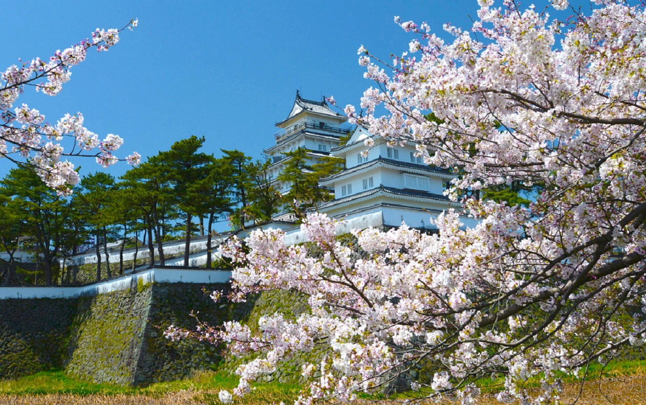 春　島原城と桜